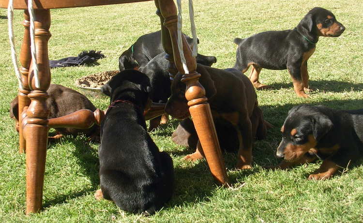 4 week old doberman puppies