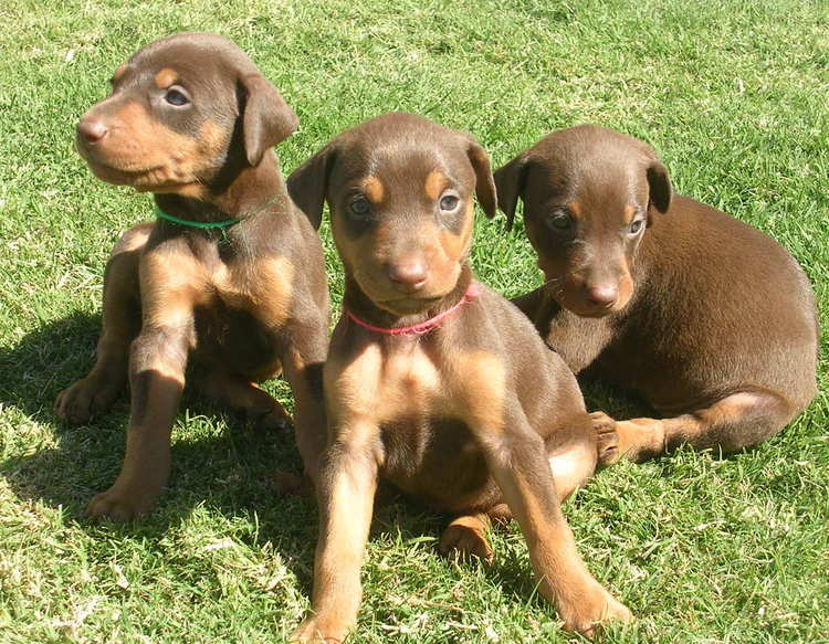 4 week old doberman red rust female puppies