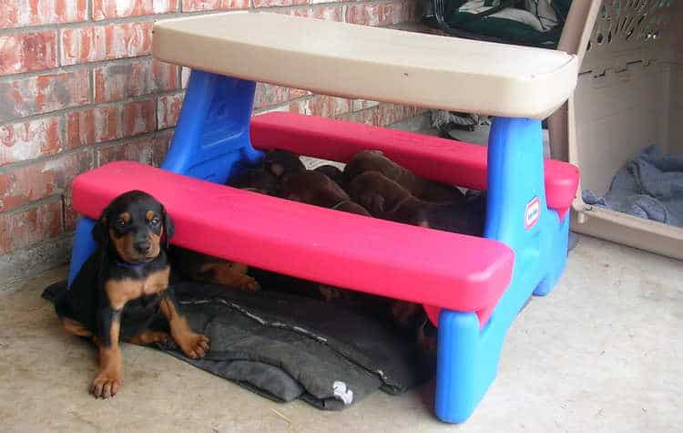 5 week old doberman puppies