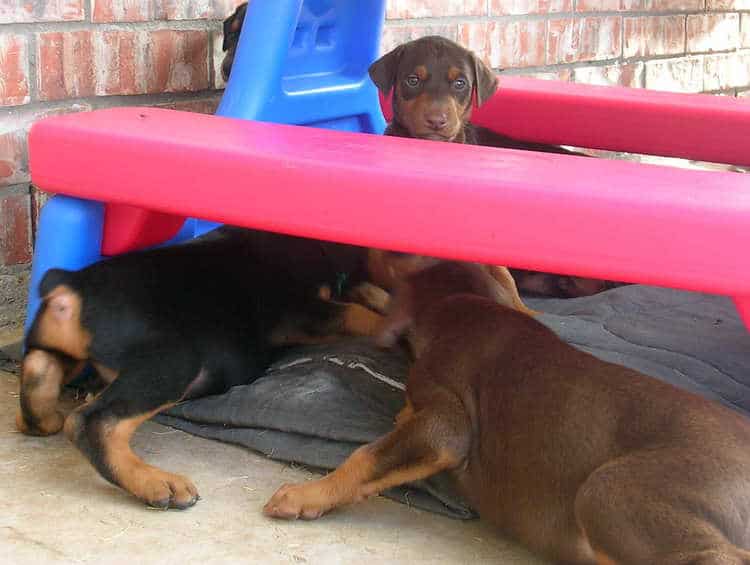 5 week old doberman puppies