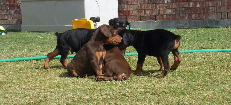 5 week old doberman puppies