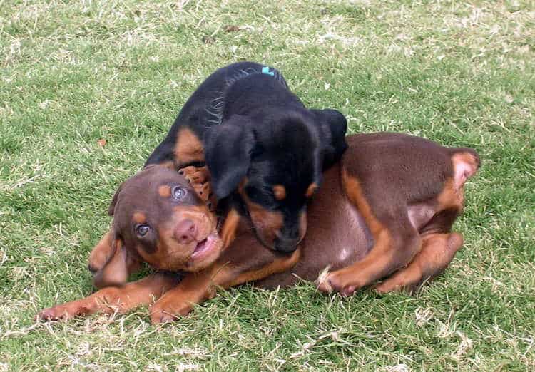 5 week old doberman puppies