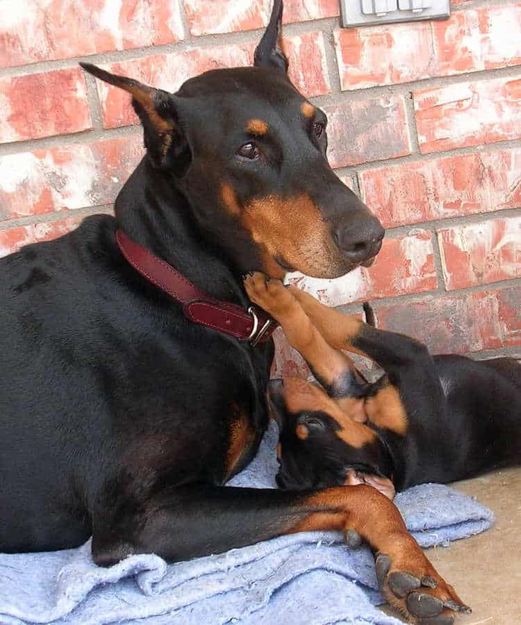 5 week old doberman puppies