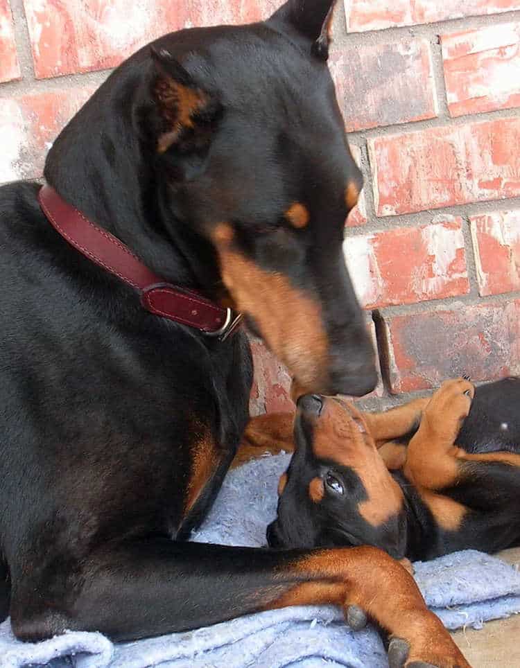 Grandma doberman with 5 week Doberman puppy