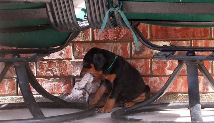 5 week old doberman puppies