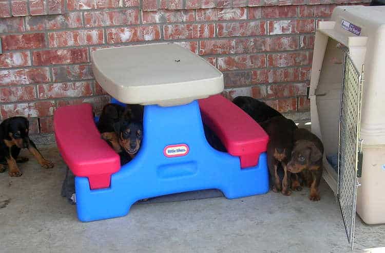 5 week old doberman puppies