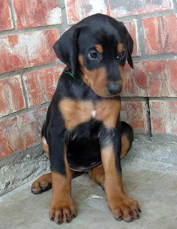 5 week old doberman puppies