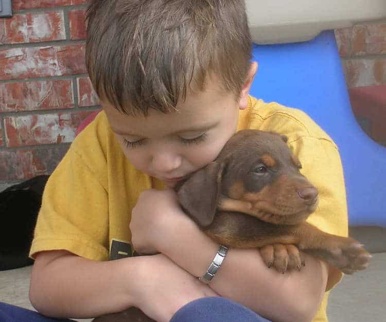 5 week old doberman puppies