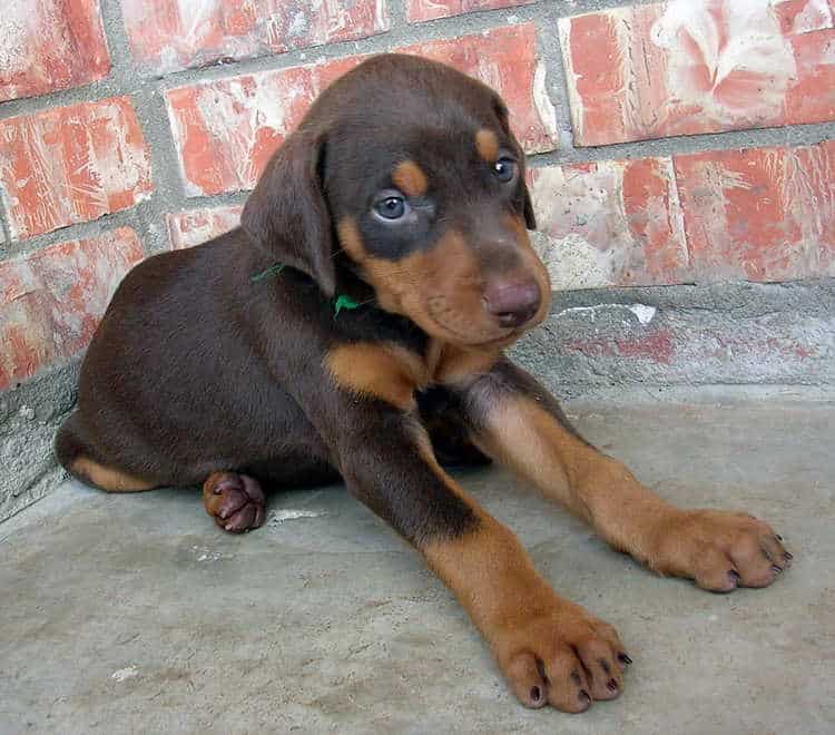 5 week old doberman puppies