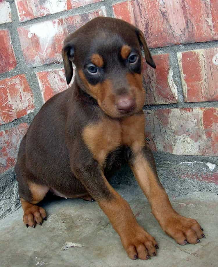 5 week old doberman puppies