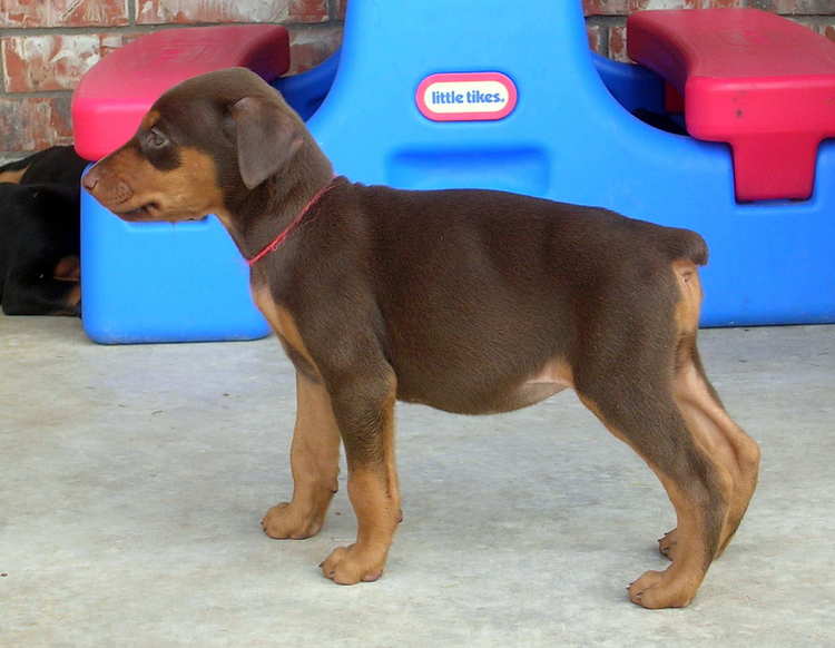 5 week old doberman puppies