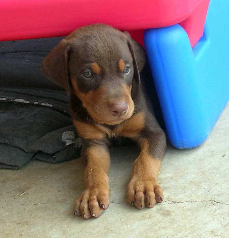 5 week old doberman puppies