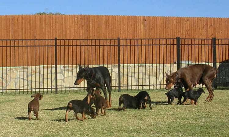 6 week old doberman puppies