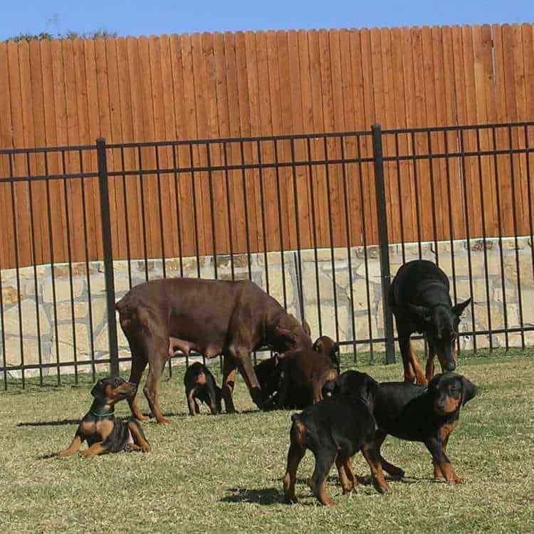 6 week old doberman puppies