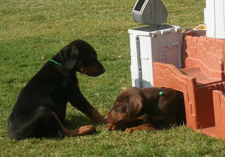 6 week old doberman puppies