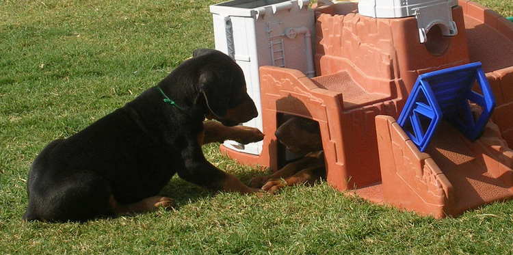 6 week old doberman puppies