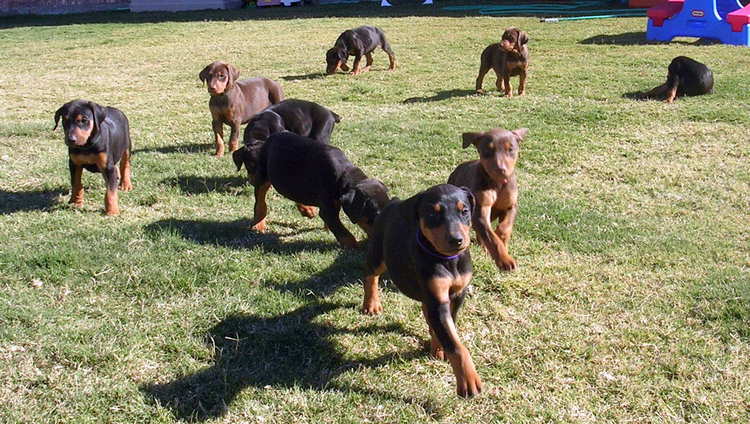 6 week old doberman puppies