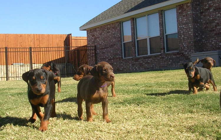 6 week old doberman puppies