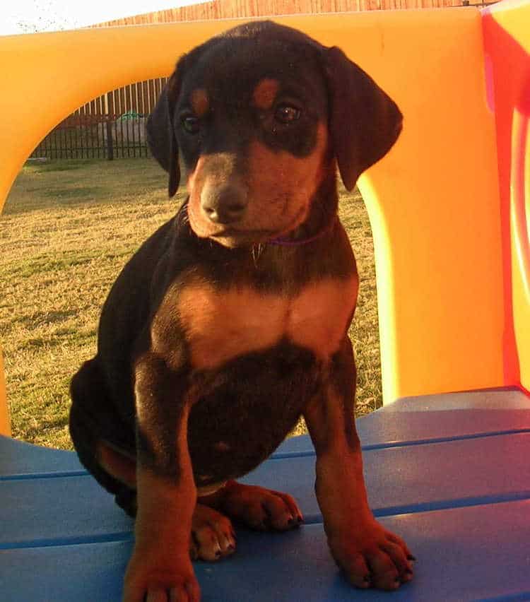 6 week old doberman puppies