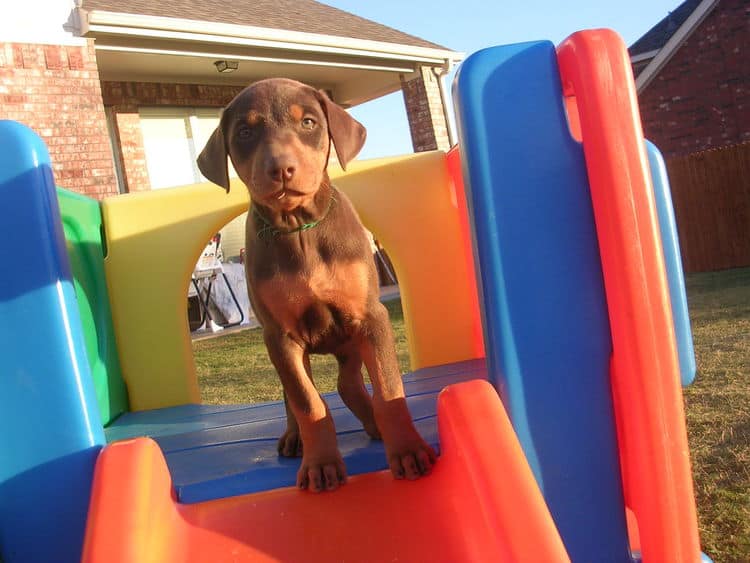 6 week old red rust female doberman puppies