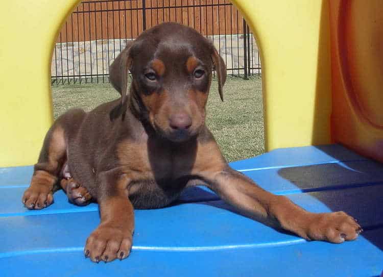 6 week old red rust female doberman puppies