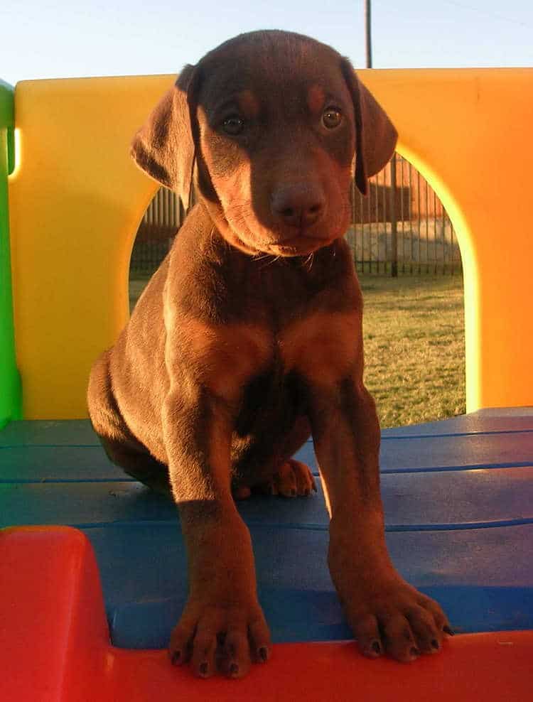 6 week old red rust female doberman puppies