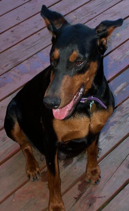 pregnant Doberman female 