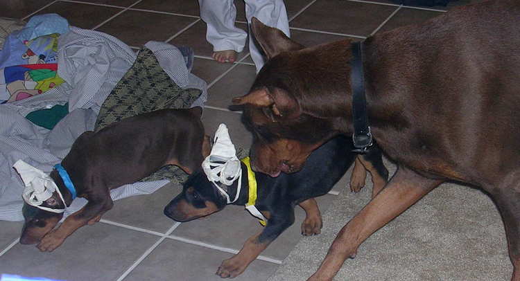 7 week old doberman puppies