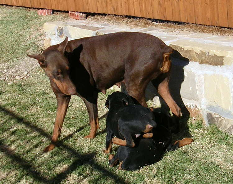 8 week old doberman puppies playing