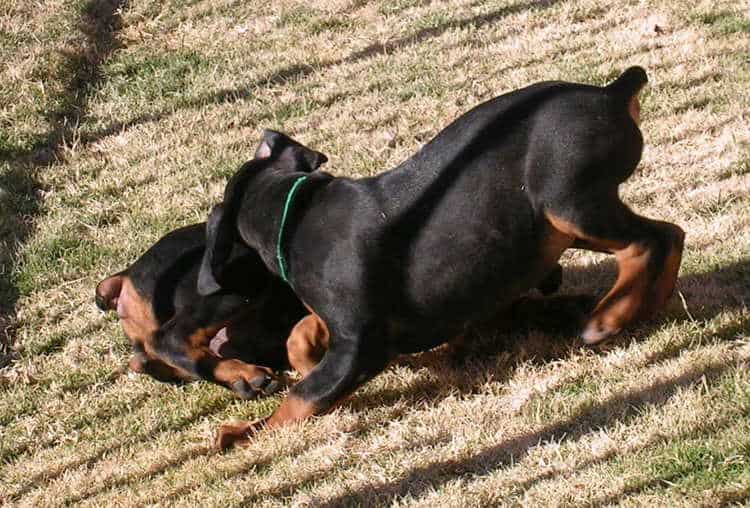 8 week old doberman puppies playing