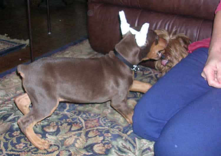 8 week old red rust cropped female doberman puppy at new home