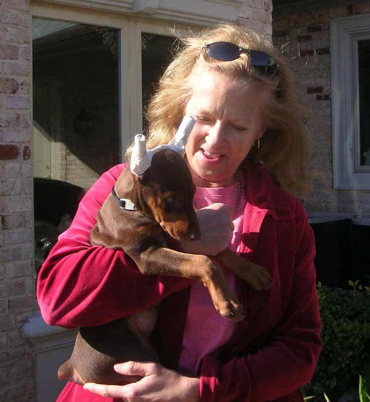 8 week old doberman puppy with owner