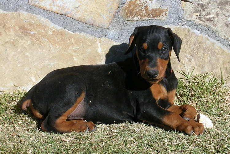 8 week old black rust male doberman puppy