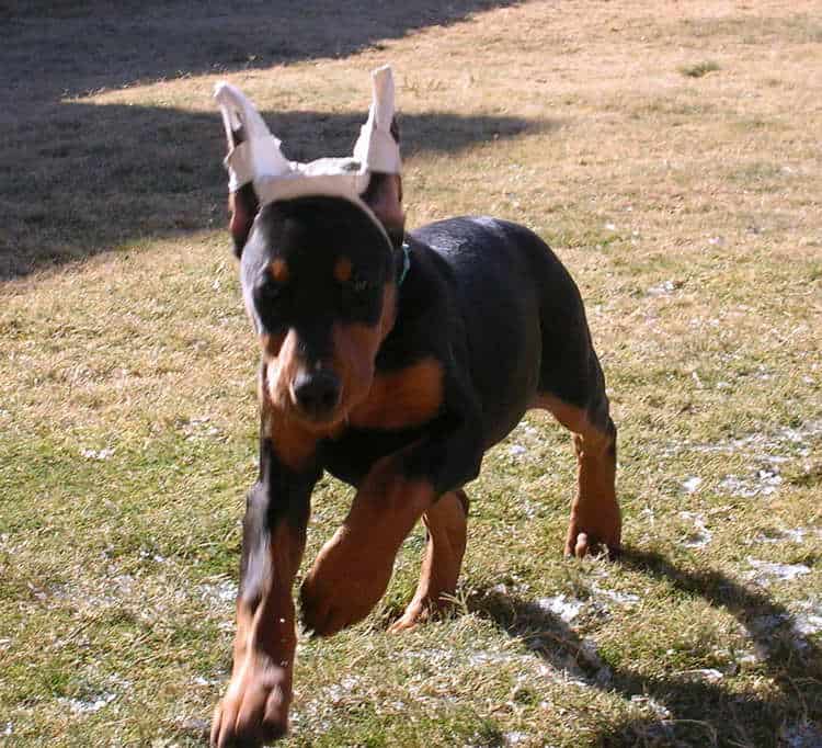 9 week old black rust cropped female doberman puppy