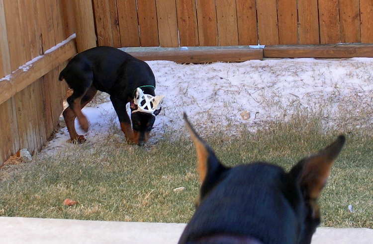 9 week old black rust cropped female doberman puppy