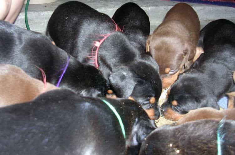 doberman puppies introduced to food