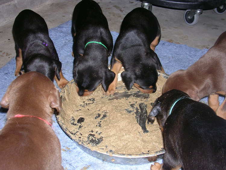 doberman puppies introduced to food