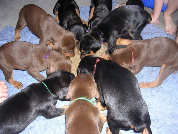 doberman puppies introduced to food