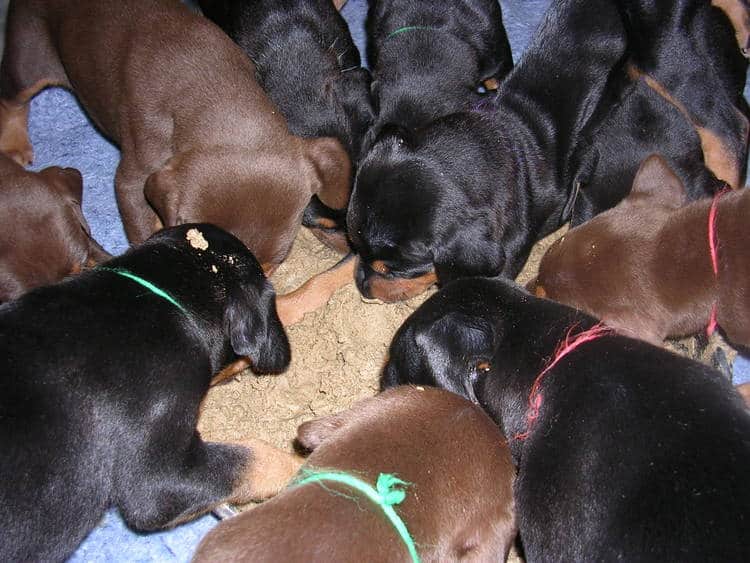 doberman puppies introduced to food