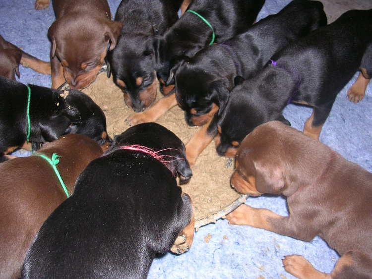 doberman puppies introduced to food