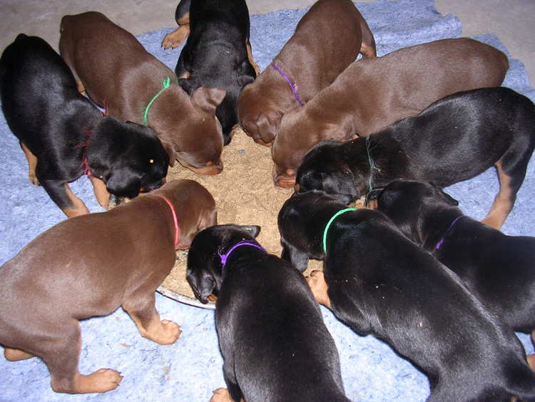 doberman puppies introduced to food