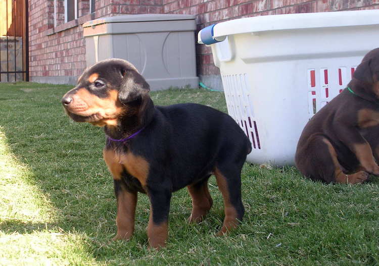 doberman puppies playing outside