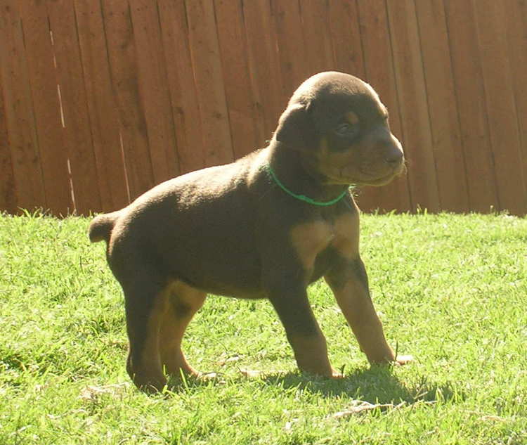 doberman puppies playing outside