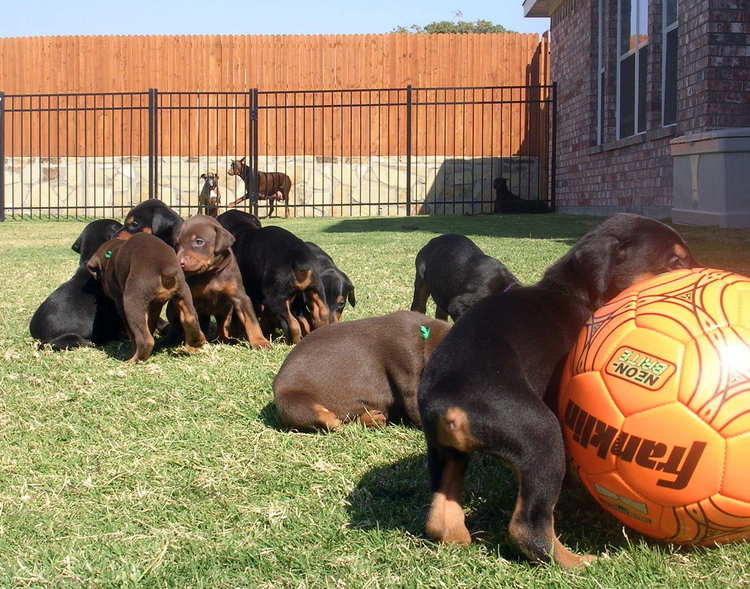 doberman puppies playing outside