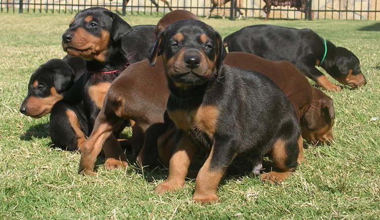 doberman puppies playing outside