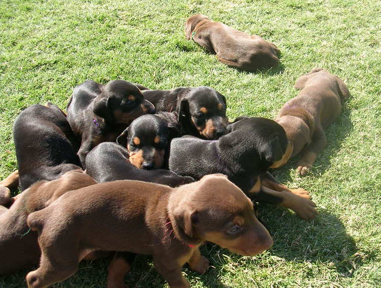 doberman puppies playing outside