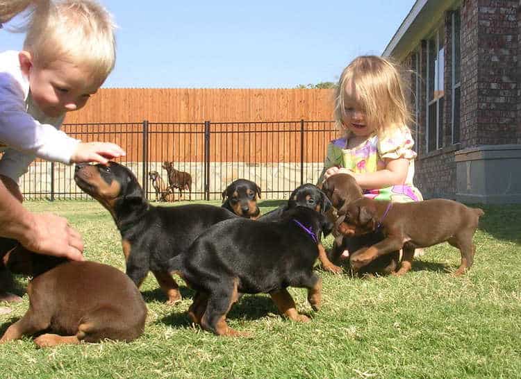 Doberman puppies play with children