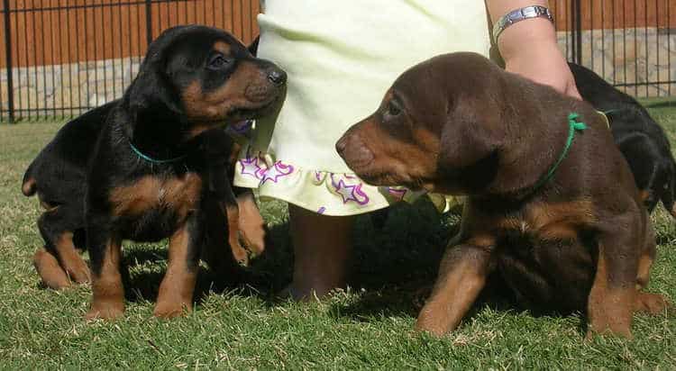 doberman puppies playing outside