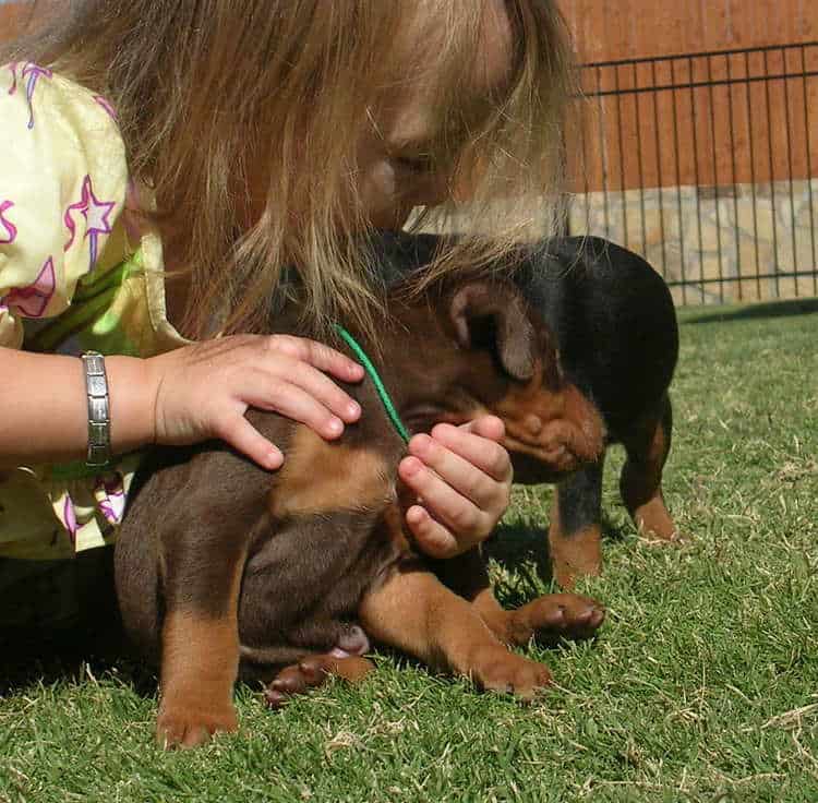 Doberman puppies play with children