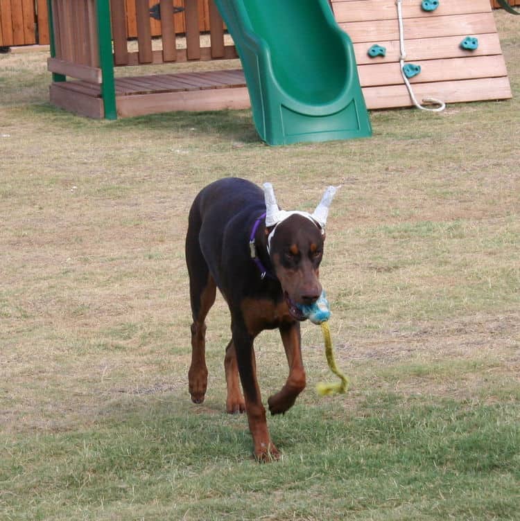 doberman pinscher